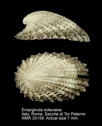 Emarginula octaviana.jpg - Emarginula octavianaCoen,1939